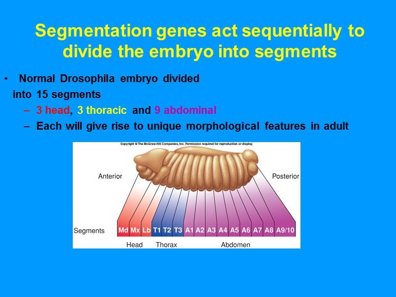 Segmentation genes act sequentially to divide the embryo into segments Normal Drosophila embryo divided Segmentation genes act sequentially to divide the embryo into segments Normal Drosophila embryo divided